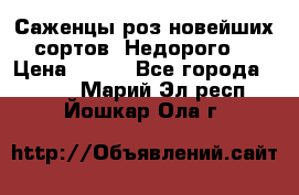 Саженцы роз новейших сортов. Недорого. › Цена ­ 350 - Все города  »    . Марий Эл респ.,Йошкар-Ола г.